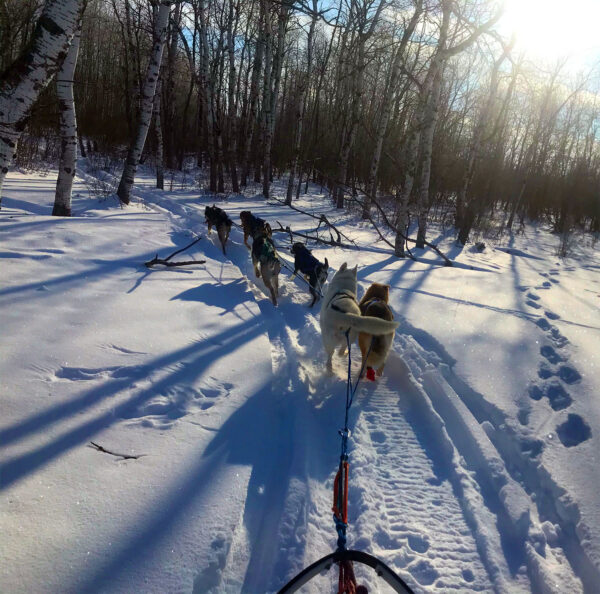 Dog Sledding into the Forest